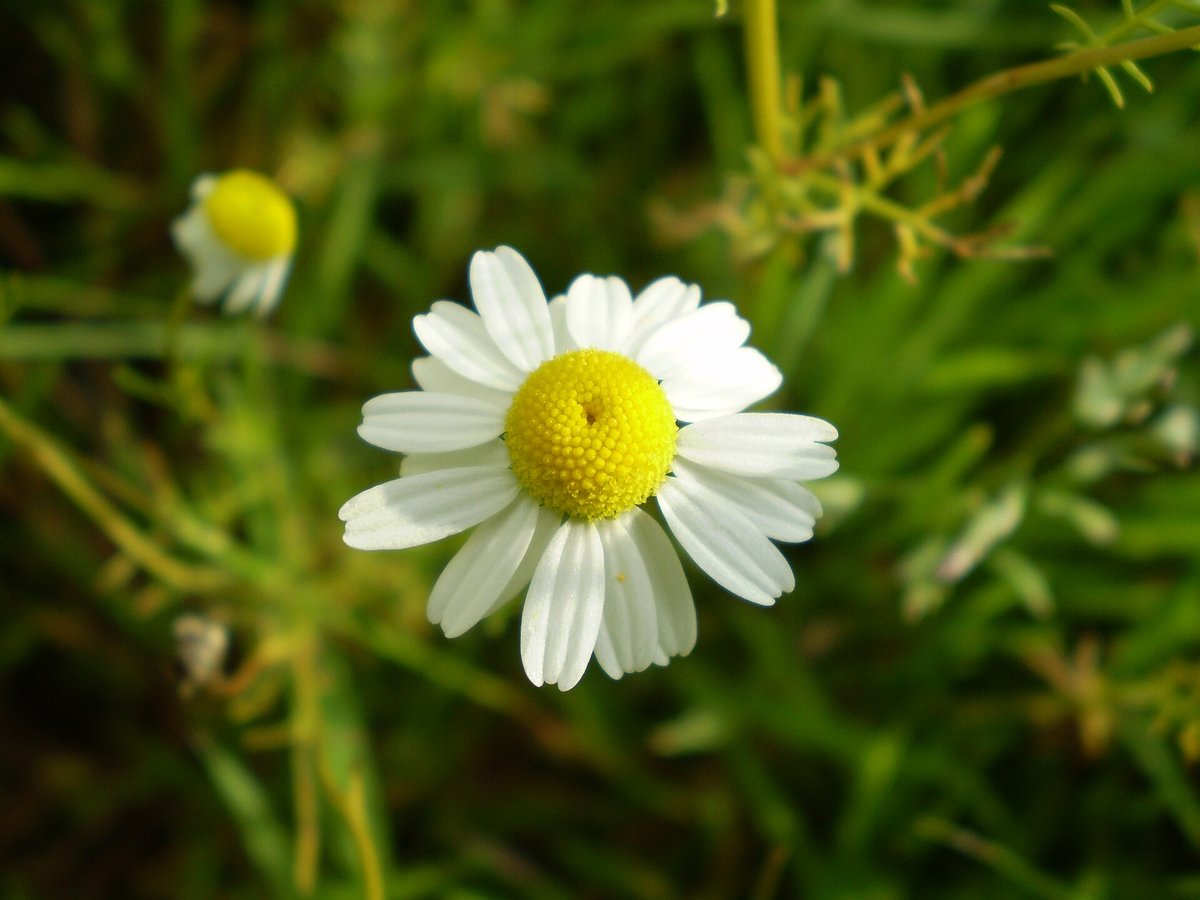 Fleurs de camomille allemande (Matricaria chamomilla) au cœur jaune bombé