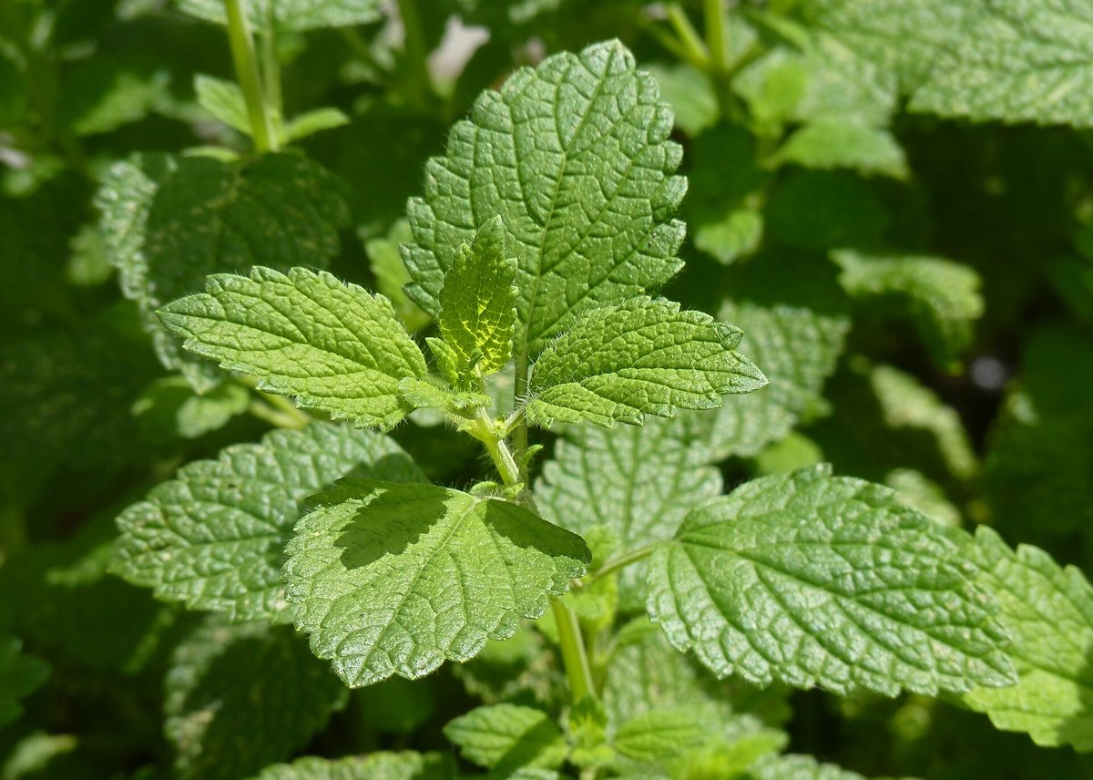 Feuilles vertes gaufrées de mélisse officinale