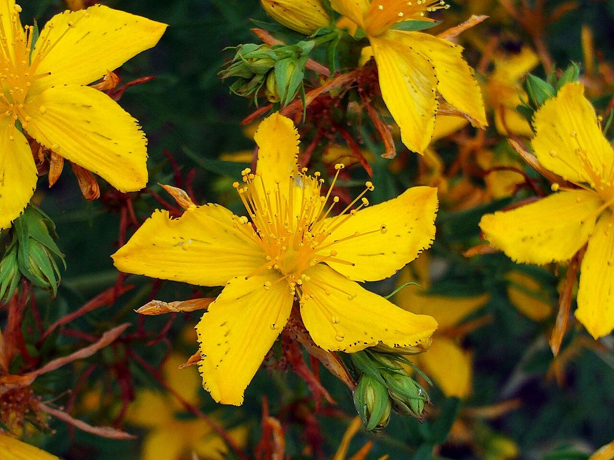 Fleurs jaunes de millepertuis (Hypericum perforatum) en gros plan