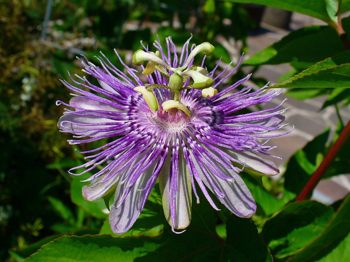 Fleur de passiflore officinale, couronne de filaments mauves