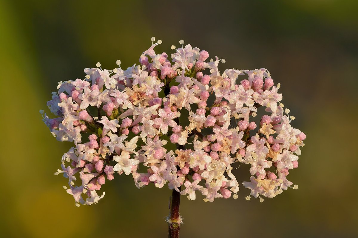 Inflorescence blanche et rosée de valériane officinale